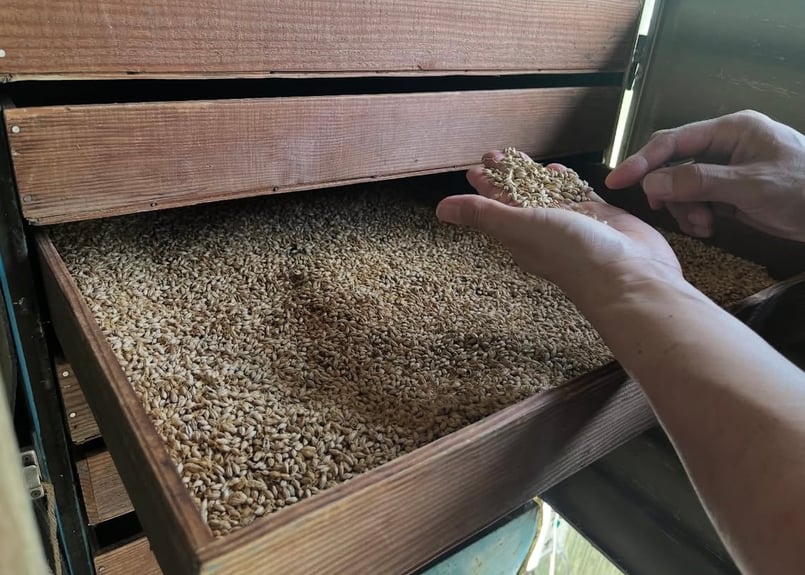 ハビタリーセゾン・小川町産大麦35％使用ver. 350ml缶製品 | 麦雑穀