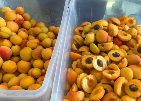 彩：IRODORI SAISON Apricot  350ml缶製品