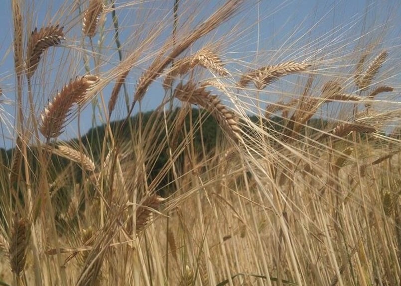 12月のおすすめ缶ビール6種6本セット | 麦雑穀工房マイクロ