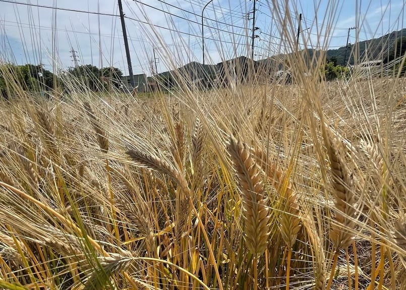 ハビタリーセゾン・小川町産大麦35％使用ver. 350ml缶製品 | 麦雑穀