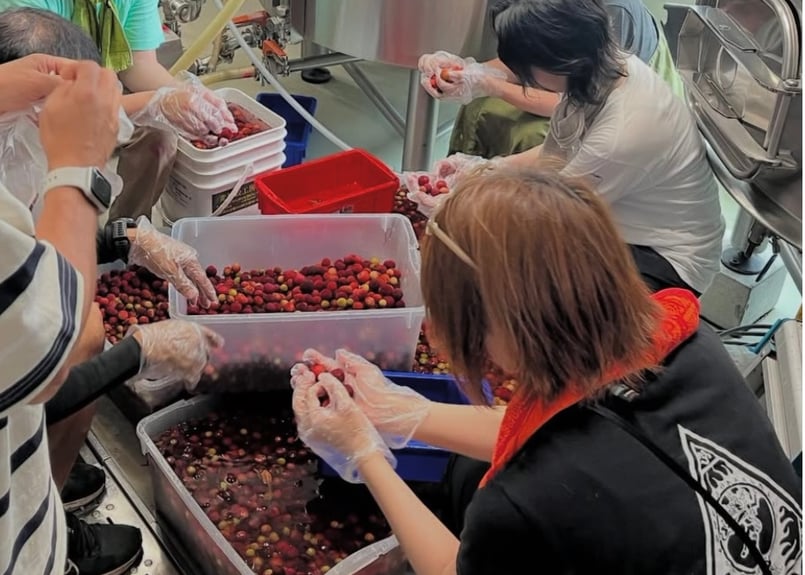 山桃セゾン 350ml缶製品 | 麦雑穀工房マイクロブルワリー ONLINE SHOP