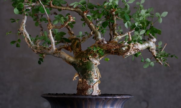 atelier Soel チタンブロンズPOT 大鉢 (B) 【公式通販】