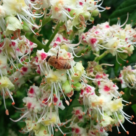 薫るはちみつ　立夏の里花 【ミニ】35g瓶