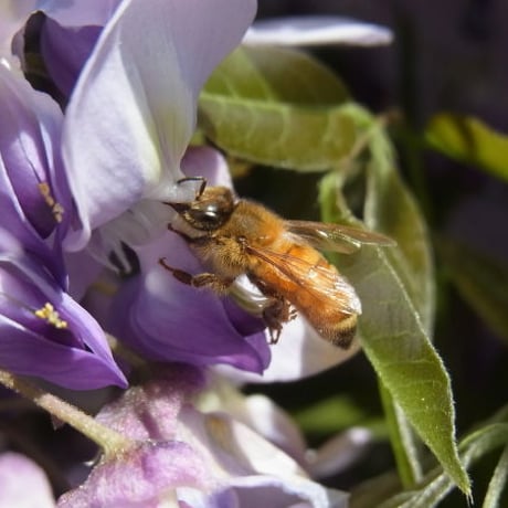 薫るはちみつ　立夏の里花 【ミニ】35g瓶
