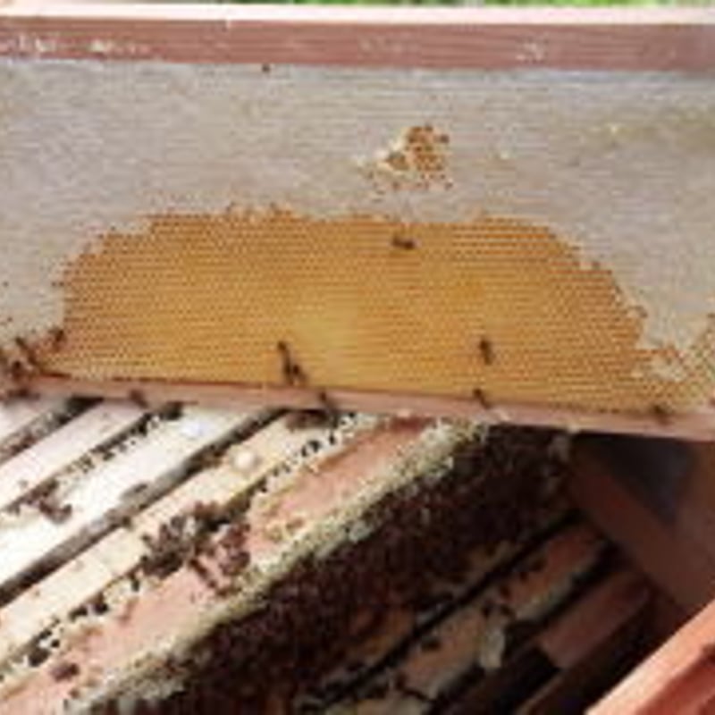 薫るはちみつ 天空の果樹【中】190g瓶 | 薫る養蜂園