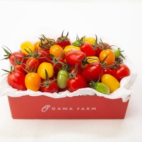 リコピン | STORES