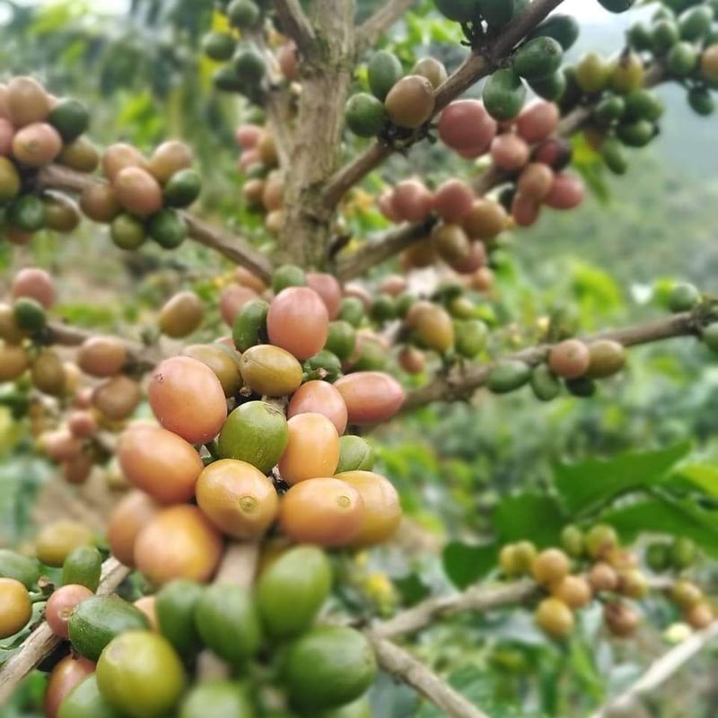 自家焙煎コーヒー　ホンジュラス　エル・ピノ農園　最高規格SHG 中煎り1000g 自家焙煎コーヒー豆 ホンジュラス エル・ピノ農園 最高規格SHG