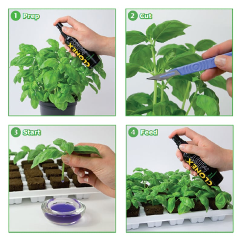 clonex 挿し木クローン 12個入り クローン挿し木CLONEX 12個入り