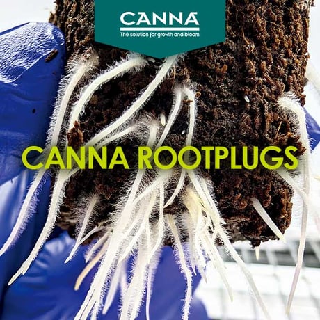 ※お取り寄せ CANNA Rootplugs 1箱(1000個)