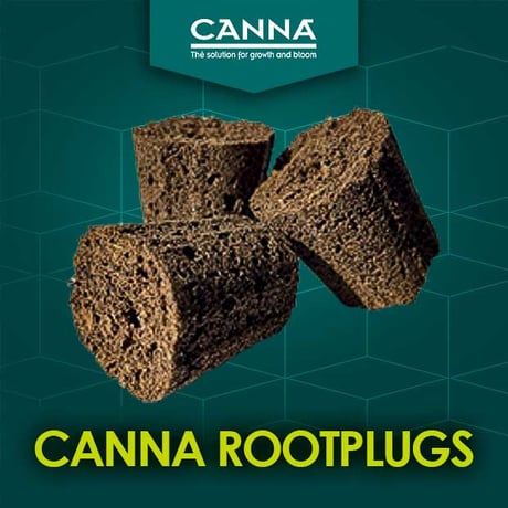 CATEGORY 種まき・挿し木(クローン) | growshop hifumi