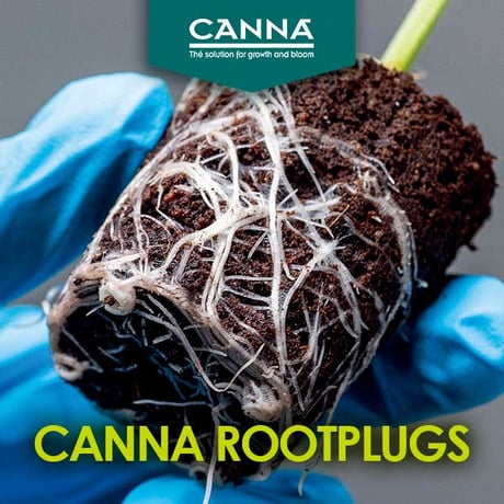 ※お取り寄せ CANNA Rootplugs 1箱(1000個)