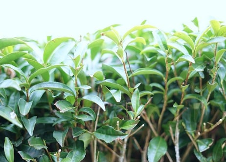 【特別価格】煎茶ラテセット（黒茶筅 + ラテ用粉末煎茶）