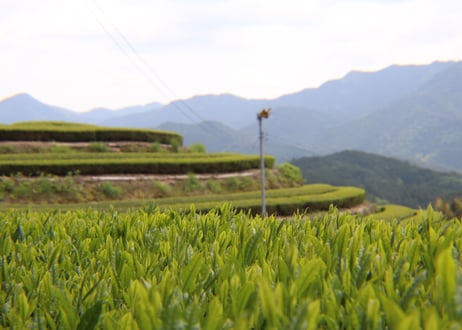 新茶2026｜東白川村 水梨煎茶（やぶきた）