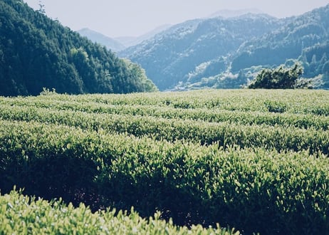 【特別価格】茶葉3種セット（煎茶／ほうじ茶／和紅茶or玄米茶）