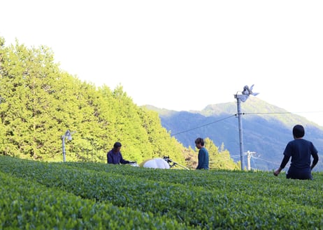 新茶2026｜東白川村 水梨煎茶（やぶきた）