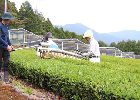新茶2026｜東白川村 水梨煎茶（やぶきた）