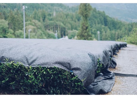 玄米茶｜香ばしさと優しい甘みの玄米茶
