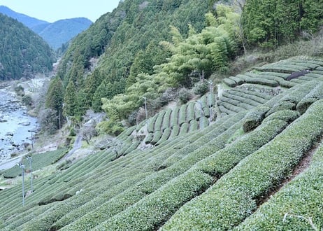 【特別価格】ほうじ茶ラテセット（黒茶筅 + ラテ用粉末ほうじ茶）
