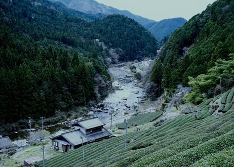 萎凋煎茶｜華やかな香りが個性的な微発酵茶