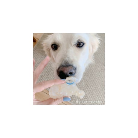 CoucouSuzette/Labrador Hair Claw【送料無料】