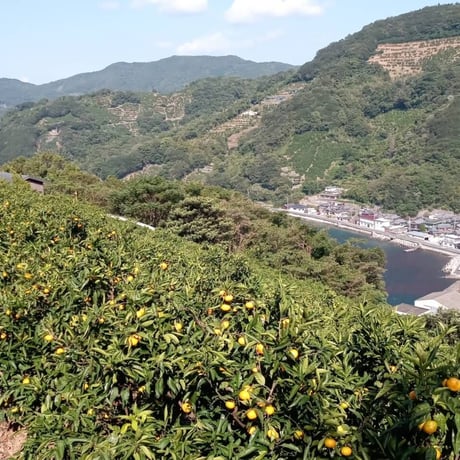 愛媛県産 はまださんちの みかん果汁100％ ストレートジュース