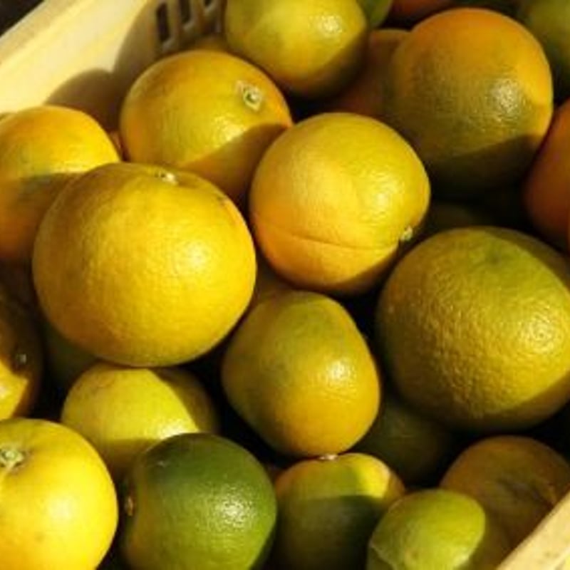 ３本セット　Herbal Switch Mist ON&OFF 3本セット Herbal Switch Mist ON&OFF