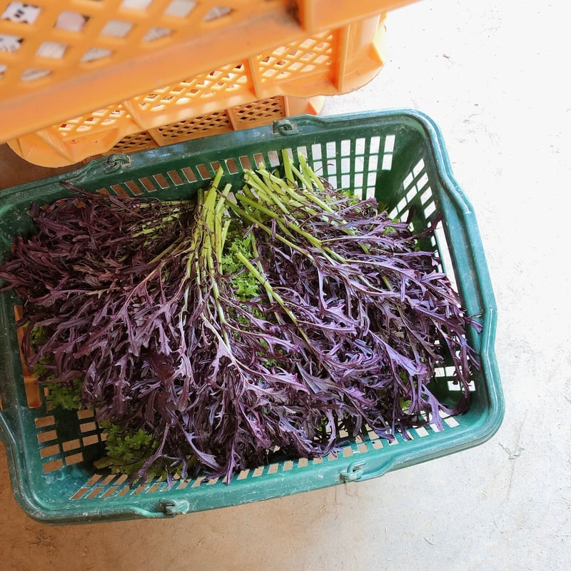 野菜とシロップお試しセット | 桐島畑