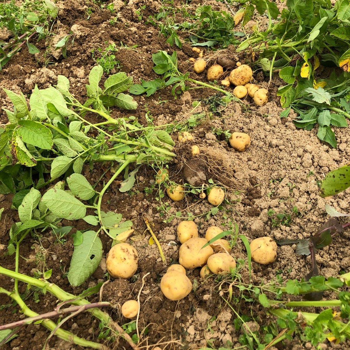 野菜セット | 桐島畑