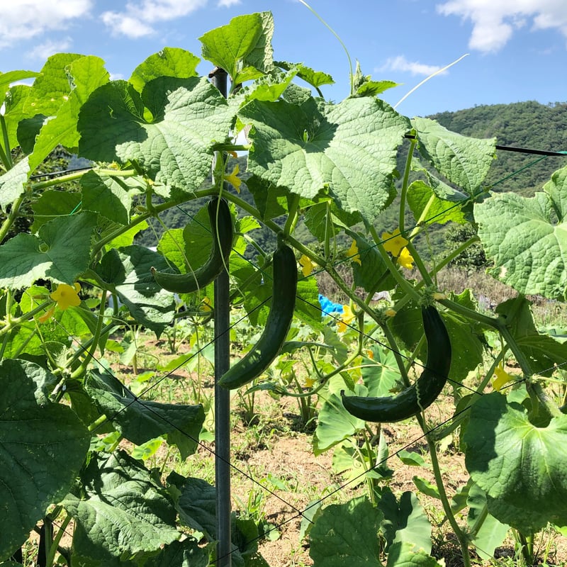原画　夏野菜3枚セット 原画 夏野菜3枚セット 野菜セット[単発]：Sサイズ – 久松農園