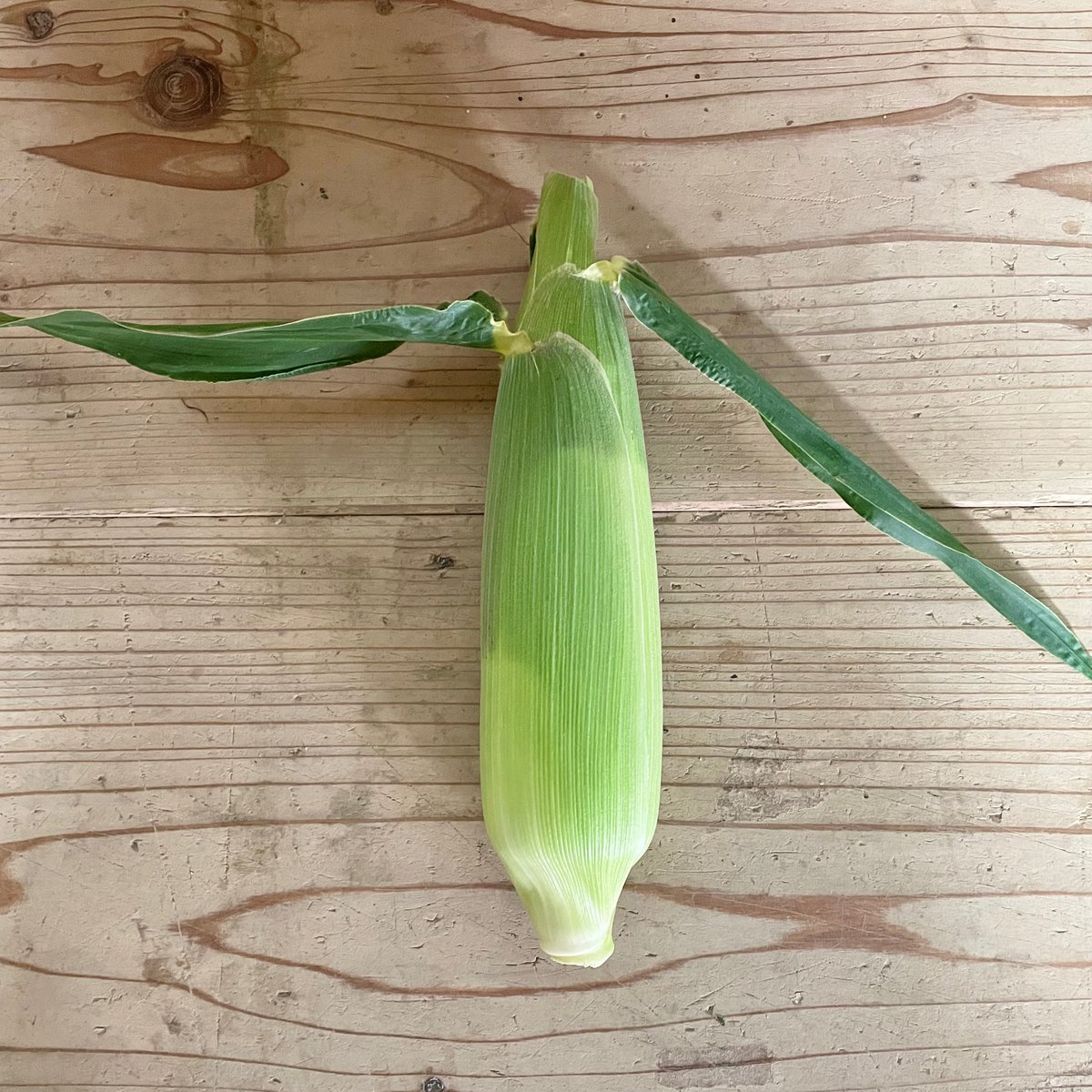 とうもろこし 10本 | 桐島畑