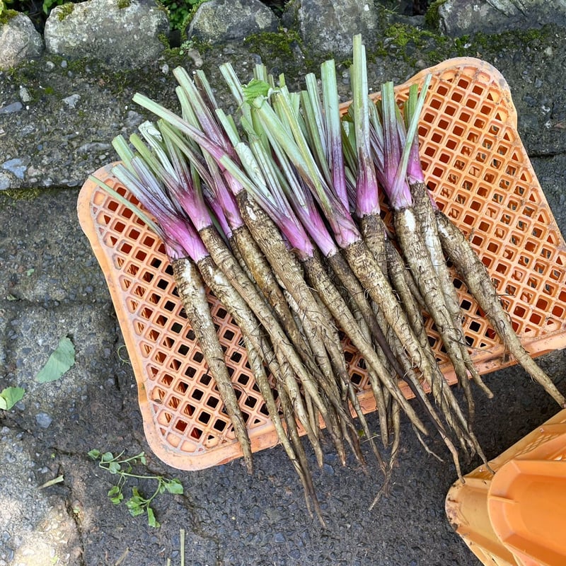 野菜とシロップおかわりセット | 桐島畑
