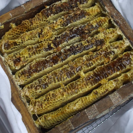 日本ミツバチの百花蜜　140g