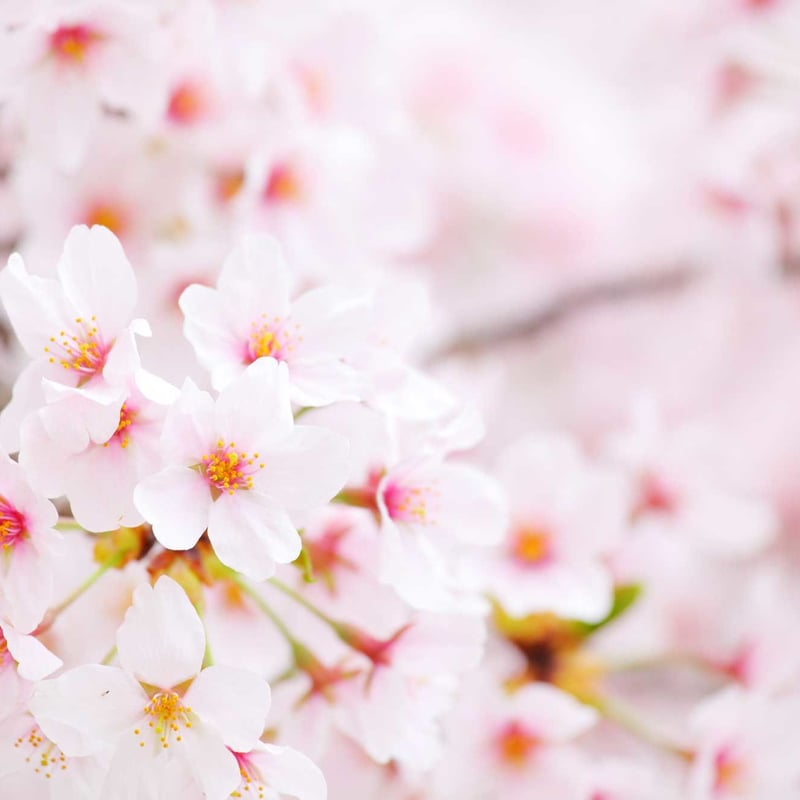 R8 桜蜜　純正　国産天然　非加熱はちみつ　300gx3 R8 桜蜜 純正 国産天然 非加熱はちみつ 300gx3 - メルカリ