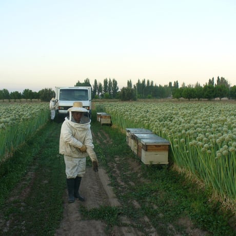 モリヤの純粋はちみつ　アルゼンチン産百花蜜　1200g