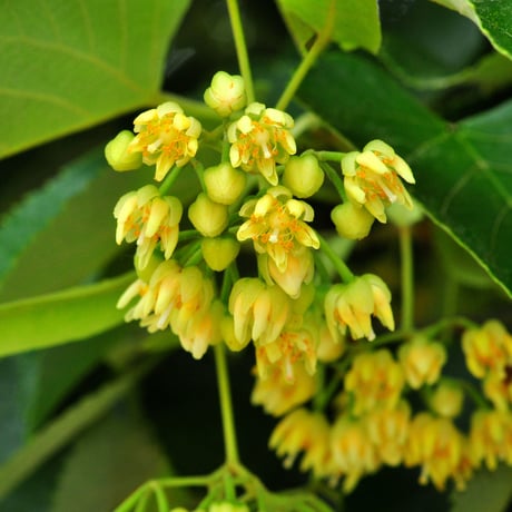 国産純粋はちみつ　菩提樹　300g