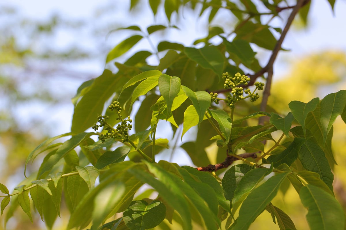 国産純粋はちみつ きはだ 300g | MORIYAHONEY Online Shop - モ