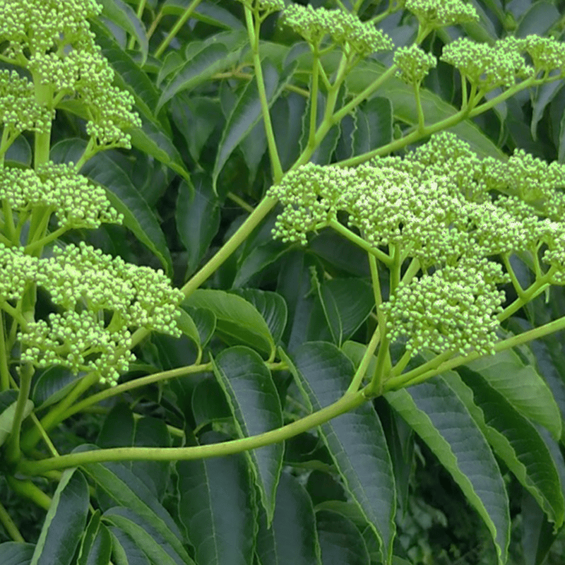 国産純粋はちみつ 烏山椒（カラスザンショウ）280g | MORIYAHONEY