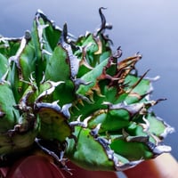 オアハカ・ベイビーズ/ベビーオアハカ”Oaxaca Babies from Arizona