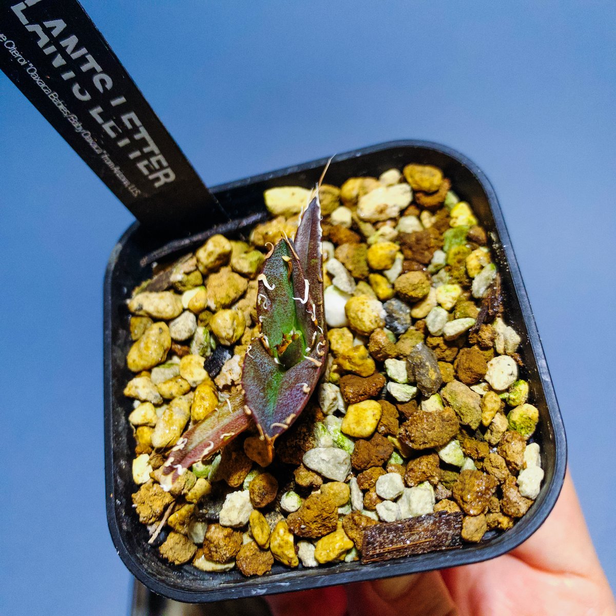 オアハカ・ベイビーズ/ベビーオアハカ”Oaxaca Babies from Arizona