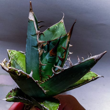 plants_letter plants_letter