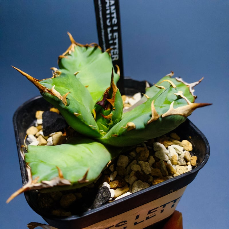 【プランツレター】アガベ オテロイ スナグルトゥース US カリフォルニア直輸入 プランツレター】アガベ チタノタ スナグルトゥース US カ