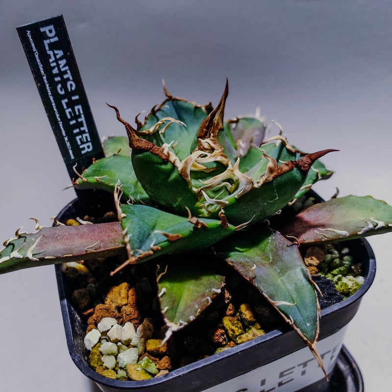 agave titanota oteroi アガベ チタノタ オテロイ 強棘 ⑭ 【公式通販】