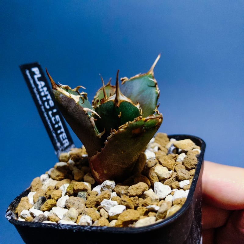 プランツレター アガベ オテロイ スナグルトゥース US カリフォルニア