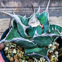 Agave oteroi selected seedling 