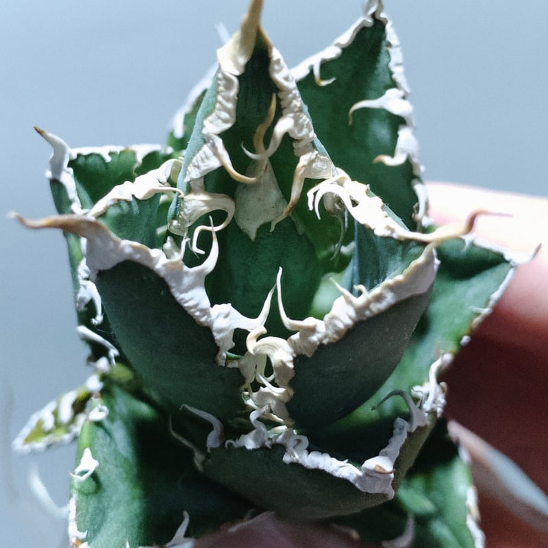 ボール仕立て】アガベ オテロイ オアハカ・ベイビーズ 検)チタノタシーザー