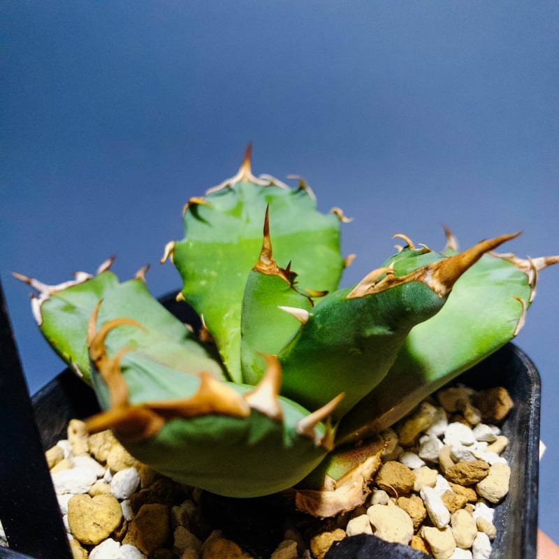 from カリフォルニア】アガベ オテロイ 