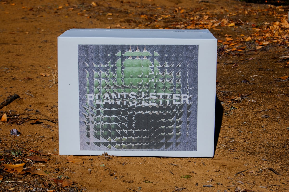 【ゆでダヌキ】Oaxaca Babies from Arizona 親株 オアハカ・ベイビーズ/ベビーオアハカ”Oaxaca Babies from