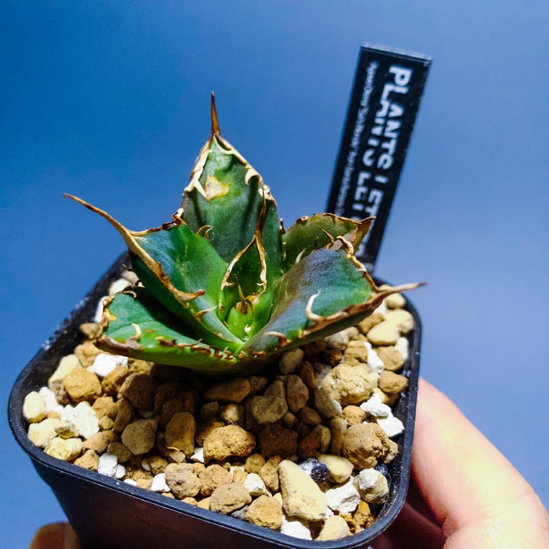 アガベ　オテロイ　プエブロ fit=scale-down,w=1200