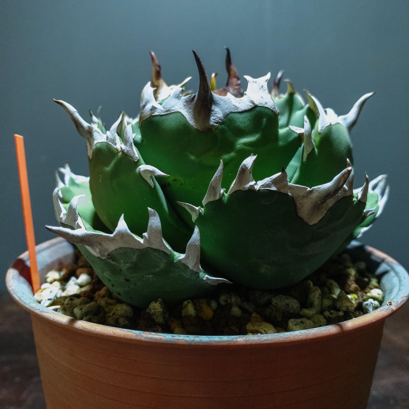 M&M x MASSES　アガベ　オテロイ M&M x MASSES アガベ オテロイ