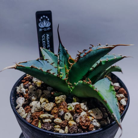 plants_letter plants_letter